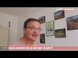 « Entre loups et chiens de troupeaux, une confrontation très intense »