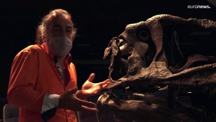 شاهد: اكتشاف فصيلة ديناصورات عاشت قبل 90 مليون سنة في الأرجنتين قد يفسر لغزاً قديماً