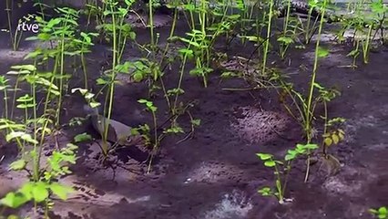 El río invisible - Bajo el agua entre la Selva Negra