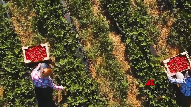 Filiere agroalimentari, innovazione chiave per essere competitivi