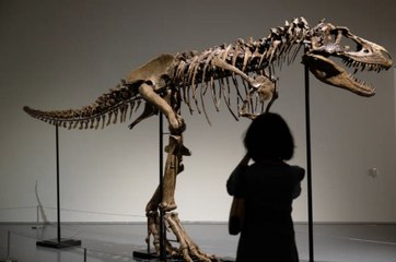 Dinosaur Skeleton To Be Auctioned Off By Sotheby's in NYC