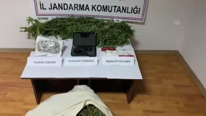 Son dakika haberi | Serada uyuşturucu yetiştirdiği iddiasıyla 1 kişi gözaltına alındı