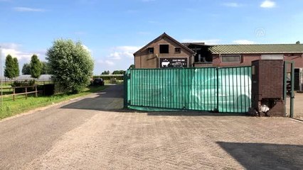 Hollanda'nın Neerijnen köyüne getirilen kurbanlıklar alıcılarını bekliyor