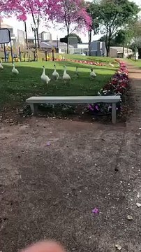 Aposentada alimenta patos e gansos no Lago Aratimbó e diz que momento a deixa mais feliz