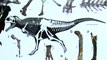 Аргентина: ученые обнаружили новый вид динозавров