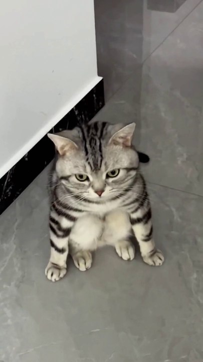 Funny Cats 2022
