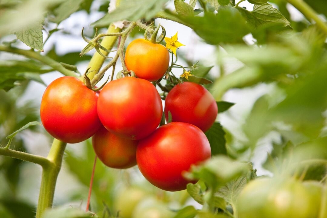 This Tiny Alabama Town Grows the Best Tomatoes in the World