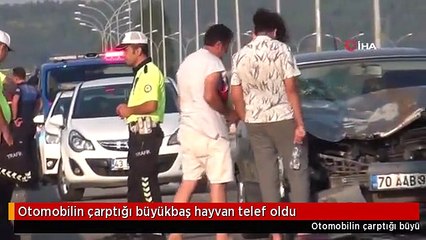 Download Video: Otomobilin çarptığı büyükbaş hayvan telef oldu