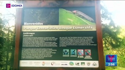 Luciérnagas iluminarán santuario en Amecameca; un espectáculo sin igual