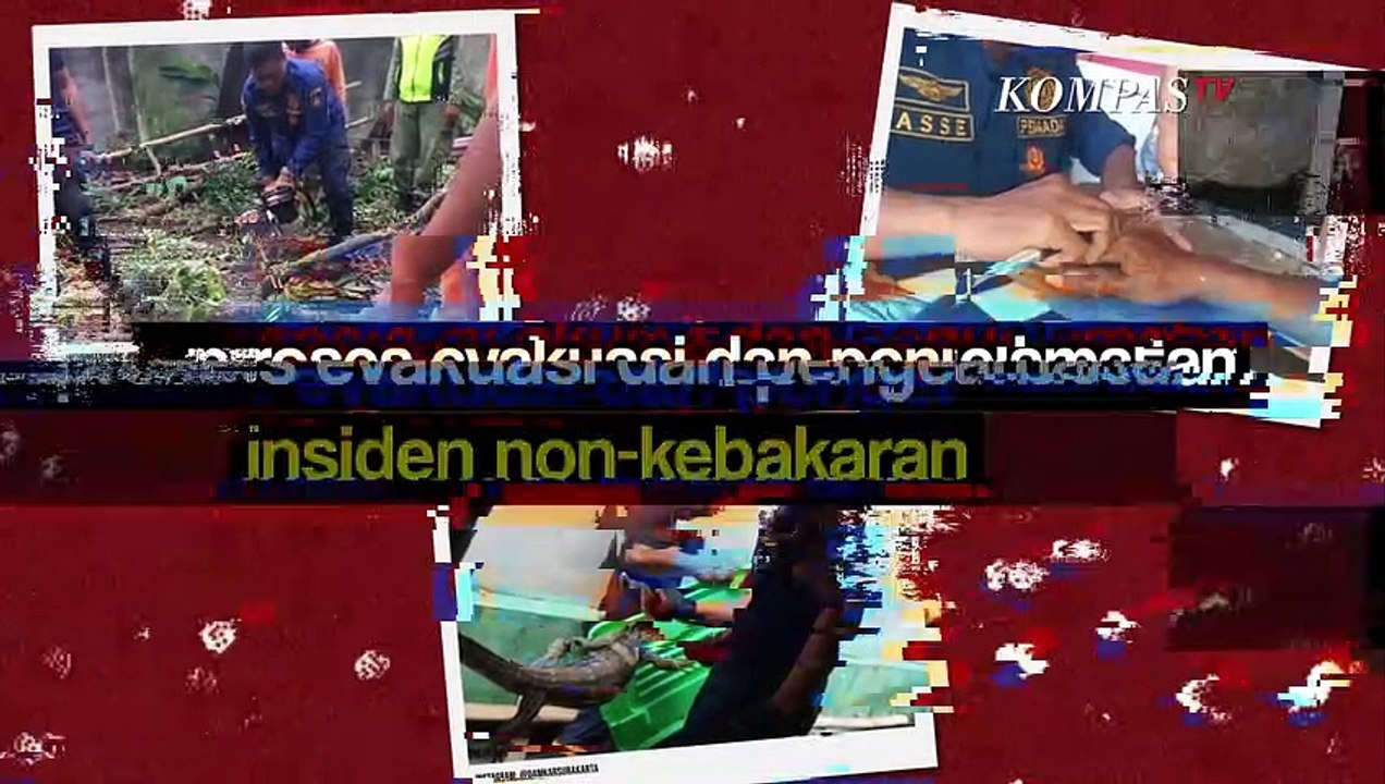 Ular, Biawak hingga Monyet, Ternyata Hewan yang Telah Berhasil Dievakuasi Damkar Dibawa ke Sini!