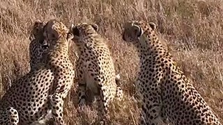 leapof leopards in the wild