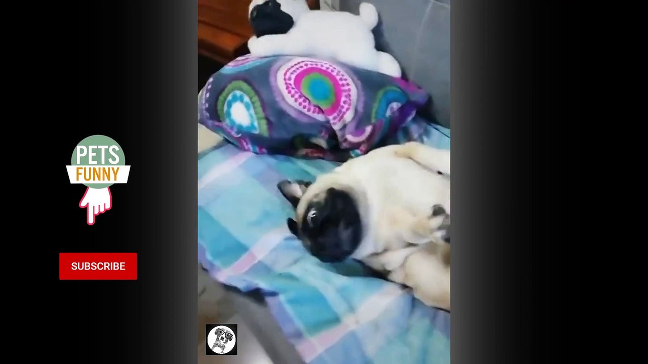 Pugs Being PUGS