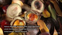 Manfaat tersembunyi dari jenkol yang jarang diketahui