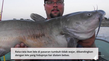 Jenis ikan yang mengandung zat berbahaya yang kandungan lemaknya hampir sama dengan kandungan lemak babi