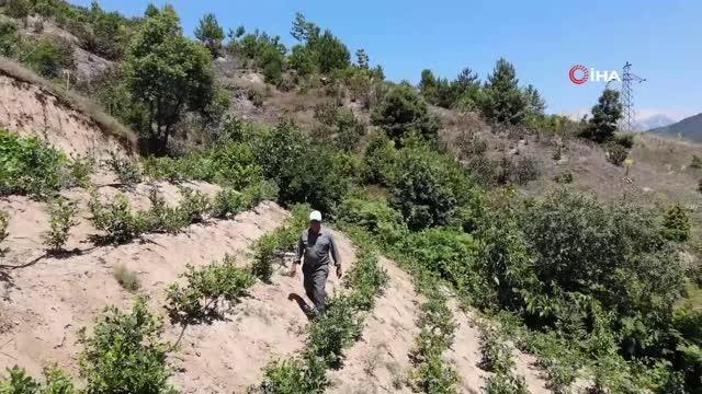 Kilosu 100 lira olan meyvelerini kuş ve yabani hayvanlardan korumak için özel sistem geliştirdi