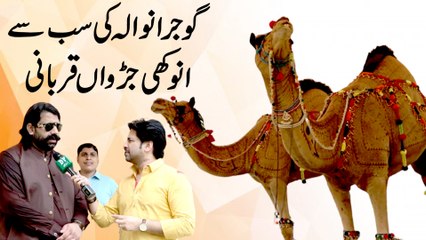 Gujranwala ki sab se anokhi jurrwa qurbani