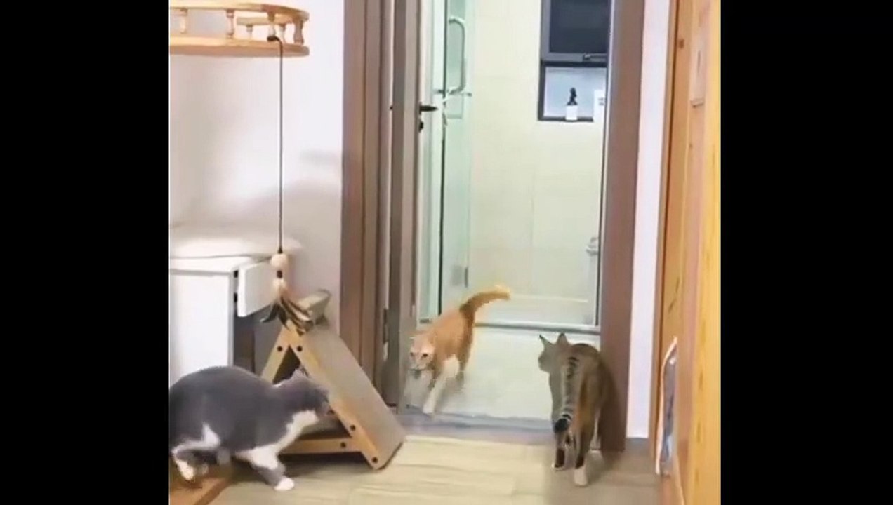Vidio kucing berlairian