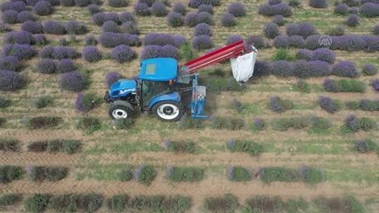 KIRKLARELİ - Trakya'da lavanta ekili alan 7 yılda 260 kat arttı