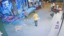 Kurbanlık koyun mağazaya girdi, içerideki panik kameralara yansıdı