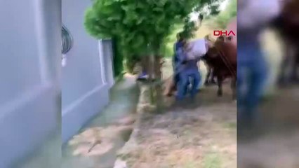 Kurbanlık boğayı 7 kişi zapt edemedi; Aldığı darbe ile yere düştü