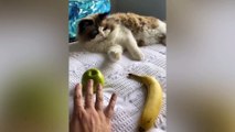 Try Giving Your Cat a Cucumber and See What Happens - MEOW