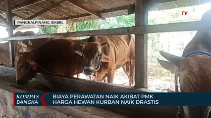 Descargar video: Biaya Perawatan Naik Akibat Pmk, Harga Hewan Kurban Naik Drastis