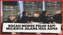 Jelang Idul Adha, Bocah Ini Mewek Peluk Sapi Miliknya yang Mau Disembelih