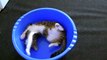 Funny Cat Chases His Tail in a Basin