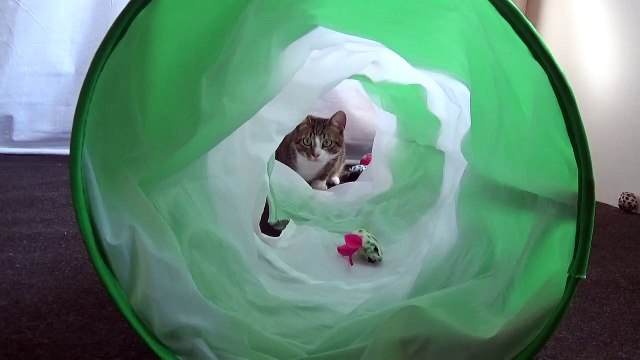 Funny Little Cat Yawns and Jumps into the Cat Tunnel