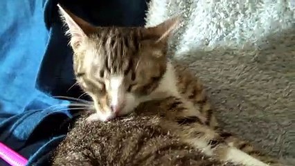 Grooming Is Vital for a Cat