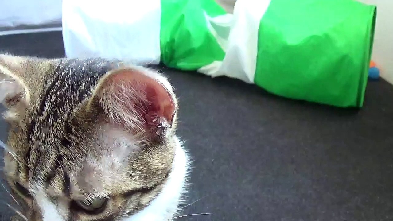 Handfed Baby Cat