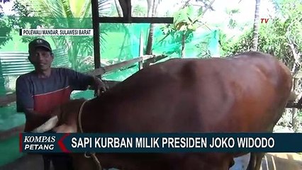 Sapinya Terpilih Jadi Hewan Kurban Presiden, Ini Ungkapan Syukur Amir Sule Warga Desa Kebun Sari!