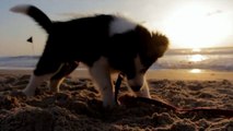 Dog Playing On Beach - Cool Moment
