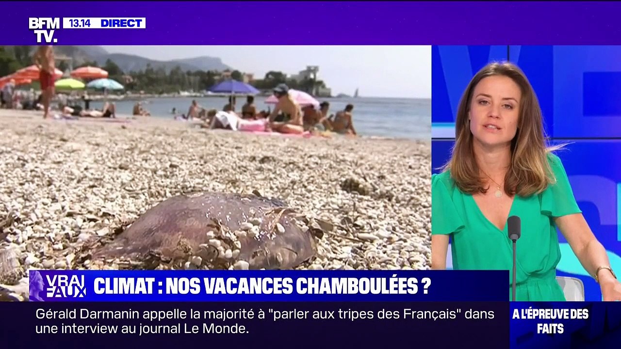 Pourquoi y a-t-il plus de méduses sur les plages ?