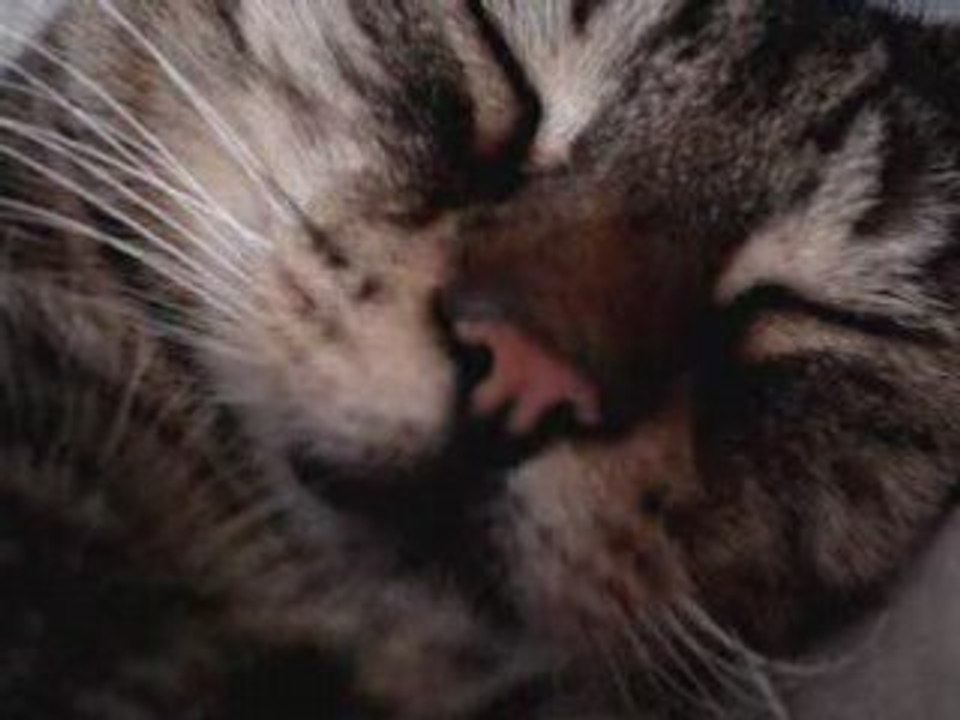 Video_06032008