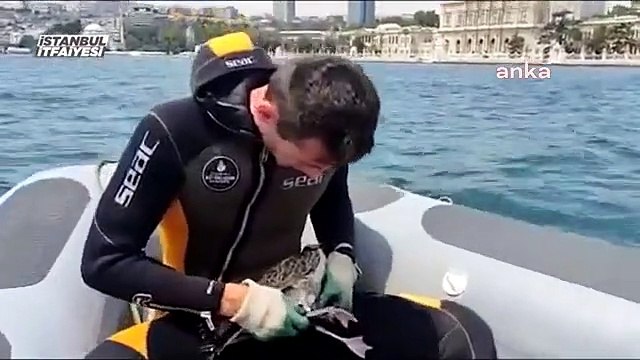 İstanbul İtfaiyesi, Beşiktaş Sahili Açıklarında Mahsur Kalan Martıyı Kurtardı