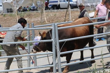 Kesim sırasında kaçan boğa, kalabalığın arasına koştu