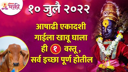 आषाढी एकादशीला गाईला कोणती वस्तू खायला दिल्यावर तुमच्या सर्व इच्छा पूर्ण होतील?Ashadhi Ekadashi 2022