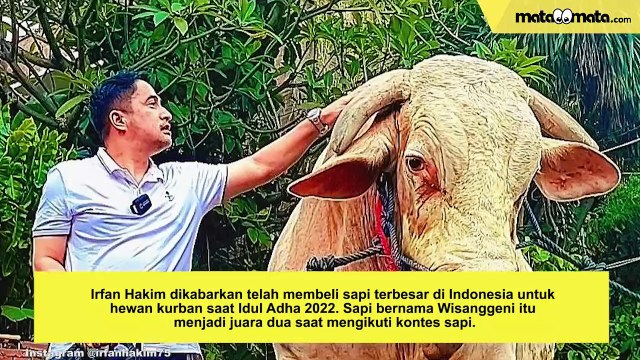 Video of The Day: Wika Salim Pamer Pacar Baru, Irfan Hakim Beli Sapi Kurban Terbesar
