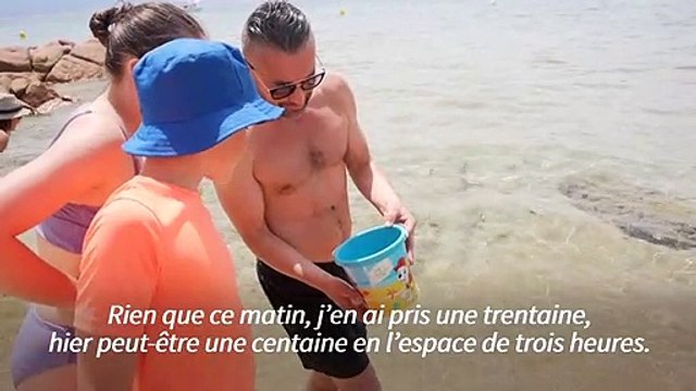 Depuis le début de l’été, les méduses s’invitent en nombre sur les plages corses