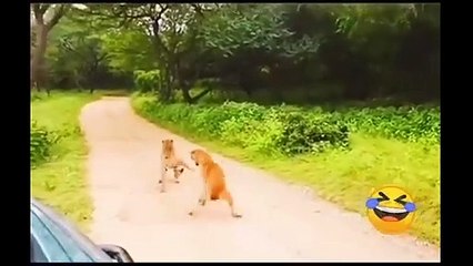 Macan Tutul vs Anjing.