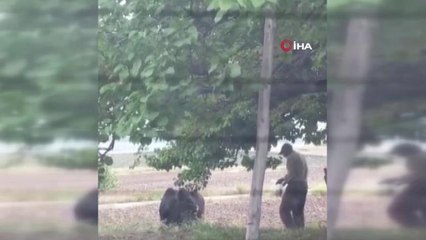 Başkent'te kurbanlıklar firar etti, vatandaşlar kovaladı