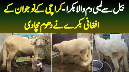 Bail Se Lambi Dum Wala Bakra - Karachi Ke Naujawan Ke Afghani Bakre Ki Dhoom