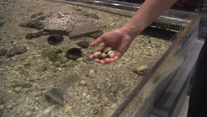 '보령 해양머드박람회' 일주일 앞으로 / YTN