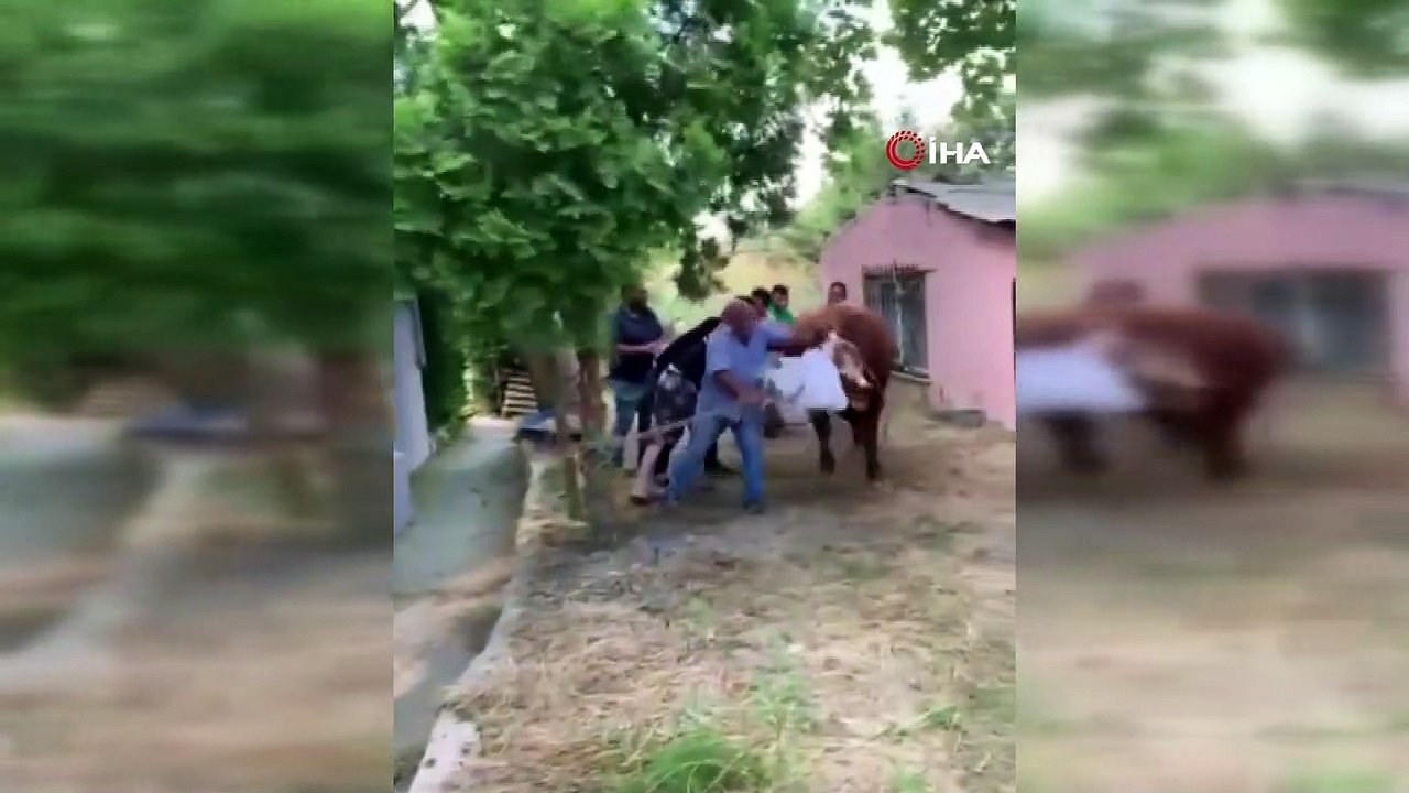 Kimi yerde yuvarlandı, kimi peşinden koştu