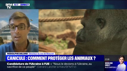 Rodolphe Delord, directeur du zoo de Beauval: "Nos installations sont prévues pour faire face aux climats les plus extrêmes"
