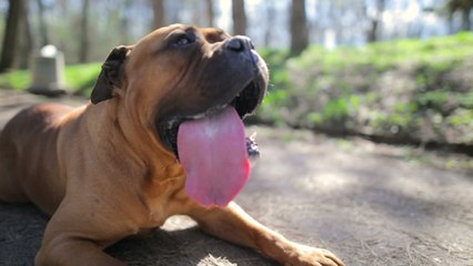 Dog who ‘instantly broke hearts’ spent 500 days searching for new home