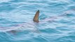 Millonaria incautación de más de 400 aletas de tiburón en Barranquilla