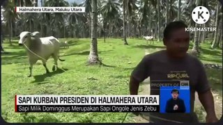 Jokowi Salurkan Sapi Kurban Jenis Simmental ke Solo hingga Probolinggo, Dibeli dari Peternak Lokal