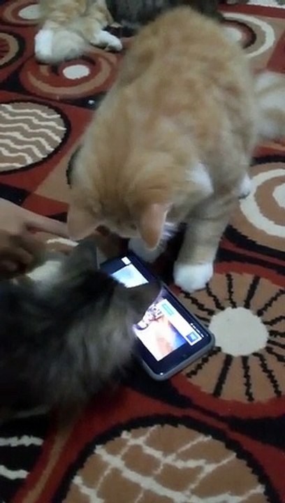 kucing pintar